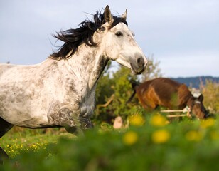Obraz premium Grey horse galloping in a field