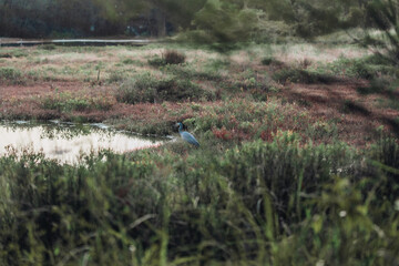 heron and reeds in the lake