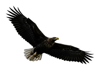 Obraz premium Majestic White-Tailed Eagle Soaring in Flight, a Symbol of Freedom and Power Against a Pristine White Background