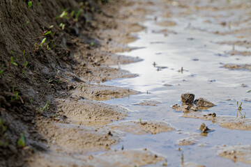 Field track with deep tractor ruts holding still reflective water.