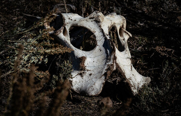 Bison Skull Lamar Valley Woming