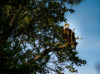 Bald Eagle Grand Teton 