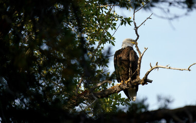 Bald Eagle Cattleman's Bridge Grand Teton