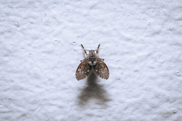 moth on the ground