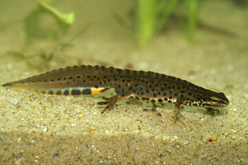 Closeup on an adult crested male Common smooth newt, Lissotriton vulgaris underwater