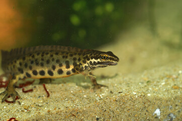 Closeup on an adult crested male Common smooth newt, Lissotriton vulgaris underwater