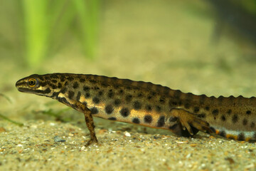 Closeup on an adult crested male Common smooth newt, Lissotriton vulgaris underwater