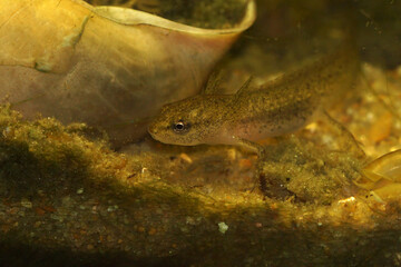 Closeup on a gilled larvae of the European Common smooth newt , Lissotriton vulgaris