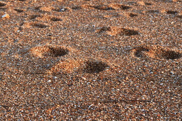 Footprints on wet sand, small sea pebbles, golden light, close-up texture of sand and stones, natural background
