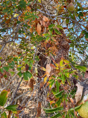 Garland Regional Park in California looking at