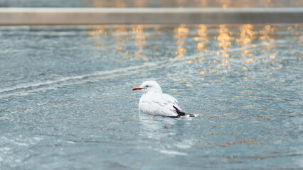 seagull swimming