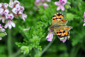 Painted Lady butterfly on pink flowers in a spring garden