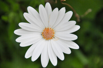 Fototapeta premium Close-up of a white daisy flower with green background