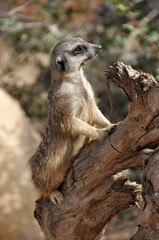Meerkat standing on a tree trunk, alert in its natural habitat