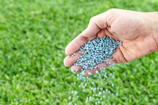 Close-up of hand spreading npk fertilizer granules on lawn.