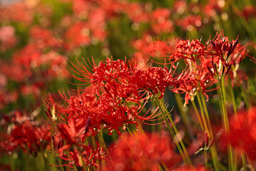 朝日に照らされた彼岸花