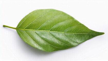 Fototapeta premium a leaf is shown on a white background