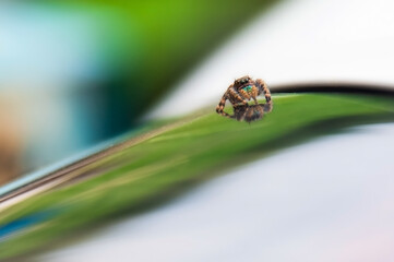 Macro Photography of Jumping Spider with Mirror Reflection