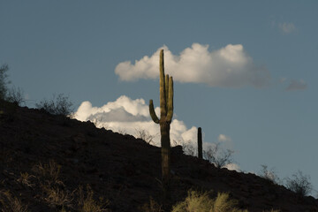 Saguaro Cactus in Desert Landscape