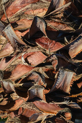 Date palm tree trunk background