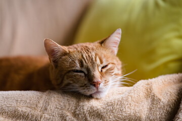 Kot śpiący na fotelu © Piotr