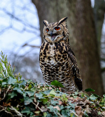 Long eared owl screeches before the attack