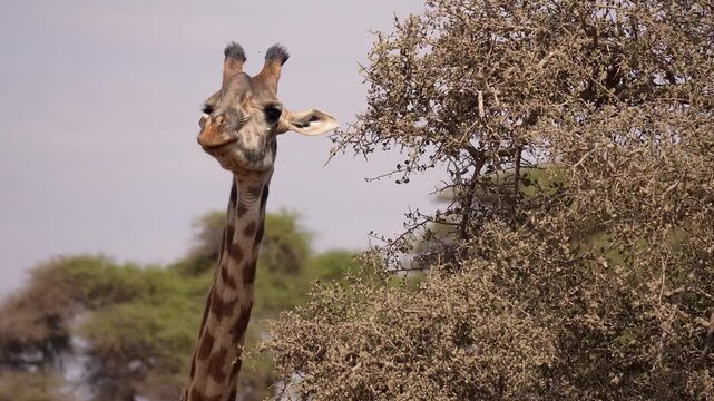 Amboseli, Kenya: Close up footage of a giraffe eating from the top of a tree in Amboseli National Park in Kenya, Eastern Africa