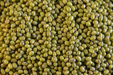 Photograph, group of the isolated mung bean, green gram (Vigna radiata), known as 