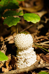 秋の風景、森の中で見つけたきのこ