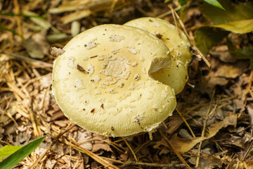 秋の風景、森の中で見つけたきのこ