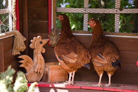 Fototapeta Dwie kury obok drewnianej ozdoby koguta