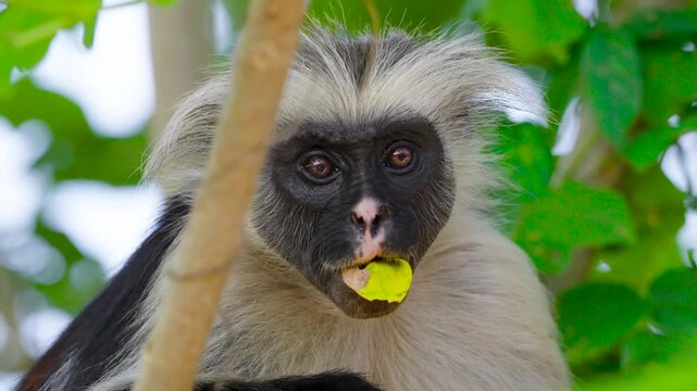 A Zanzibar red colobus monkey eating leaves, an endangered primate species unique to the island of Zanzibar, Tanzania. 4k slow-motion video.