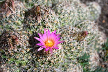 Pink flowers blooming on a Hedgehog Cactus, round ball shaped leaves, growing in an arid dry desert landscape, Grand Canyon National Park, Arizona
