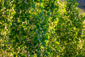Green leafy background, closeup of quaking aspen branches and leaves backlit by the sun, Grand Canyon National Park, Arizona
