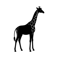 giraffe silhouette on white background