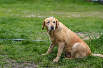 Labrador Retriever sitting on grass