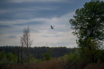 Great blue heron flying over forest