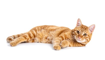 Ginger cat lying down, studio shot