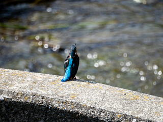 川岸に佇むカワセミの後ろ姿
