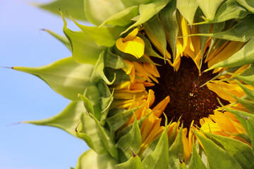 Naklejka premium A sunflower that is opening.