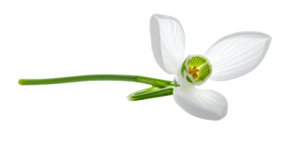 Close-up of a delicate, snowdrop flower,  with pristine white petals and a  green stem