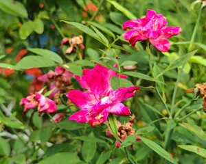 Resilience in Bloom: A Pop of Color in Nature's Chaos