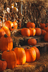 pumpkins in a field 