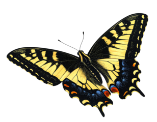 Close-up of a butterfly, wings spread.  Striking yellow and black patterns.  Vibrant colors against black background.  Detailed wing structure