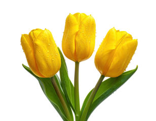 Three vibrant yellow tulips with water droplets, close-up, on a black background