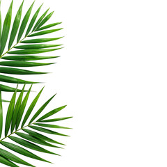 Tropical palm fronds in vibrant green against a stark black background