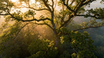 Obraz premium Warm golden light pierces misty forest canopy at dawn, creating a serene scene.