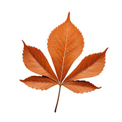Naklejka premium Isolated, vibrant orange leaf on a black background. Detailed veins