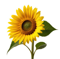 Obraz premium Vibrant Sunflower Blooming Isolated, Black Background, Nature