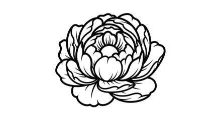 Elegant black and white line art of a peony flower.